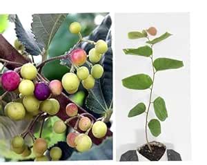 Zespri SunGold, Kid Friendly Phalsha, Yellow Kiwi Fruit Plant, Less ...