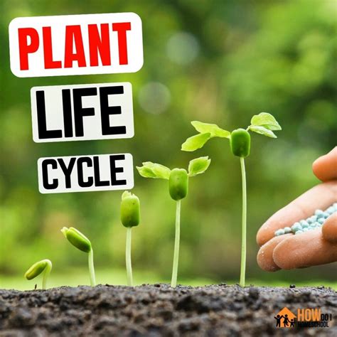 Plant Life Cycle Journal at Rita Pablo blog
