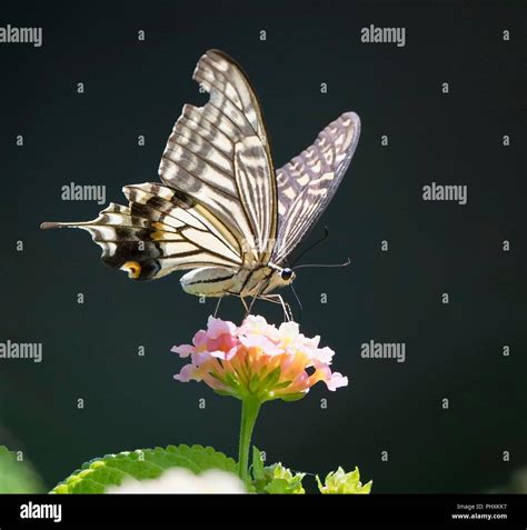 Fuzhou, China's Fujian Province. 2nd Sep, 2018. A butterfly lands on a lantana flower at the ...
