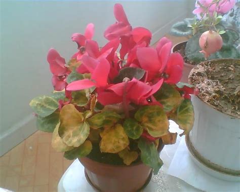 Siklamen (Cyclamen) - Page 2 - agaclar.net