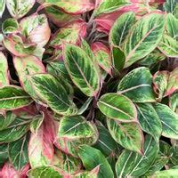 Aglaonema Fire Green Plant – Foliages.in