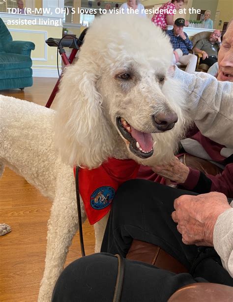 Therapy Dogs International