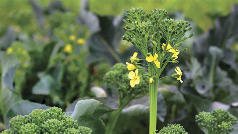 Broccoli - ABC Organic Gardener Magazine