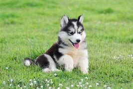 Image result for Who Is the Cutest Dog Ever