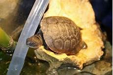 tortue eau douce aquarium tortue d eau quel est esp 232 ce aquariums et tortue eau douce aquarium tortue d eau quel est esp 232 ce aquariums et
