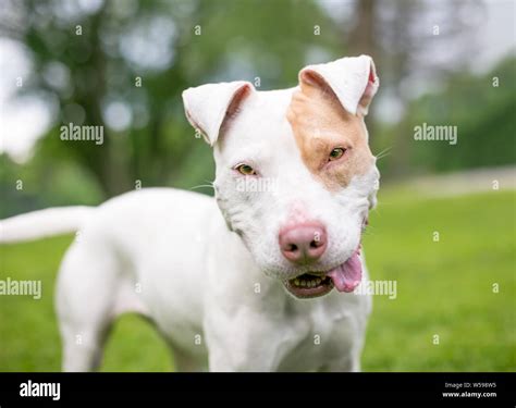 English Bull Terrier Cross Pitbull
