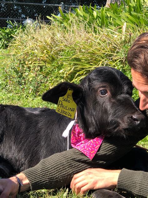 We Adopted a Baby Water Buffalo! – Gratsi