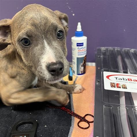 Suncoast Humane Society in Englewood, FL - Find Paw Pal