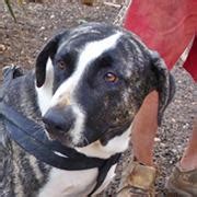 Tequila » Kanarenhunde e.V.