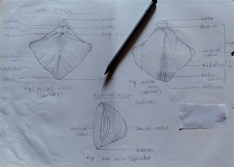 Identification Of Brachiopoda.