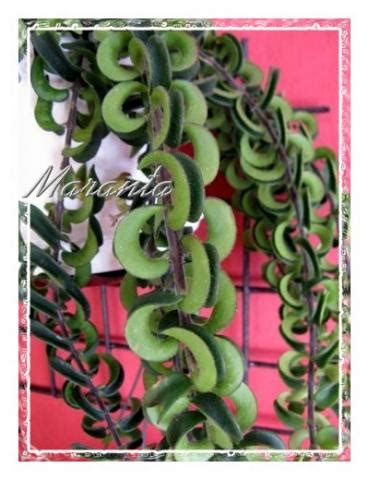 Aeschynanthus - JungleKey.in Image #50