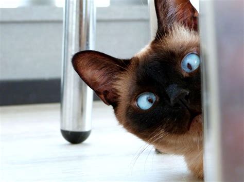 Can Cats Eat Catnip? Here's What You Should Know About the Herb