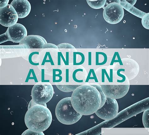 Bildergebnis für candida rauma