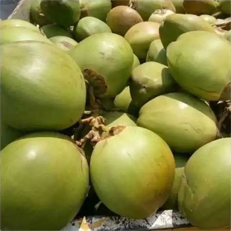 Fresh Tender Coconut Manufacturers in Kochi