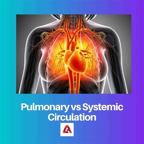 Pulmonary vs Systemic Circulation: Difference and Comparison