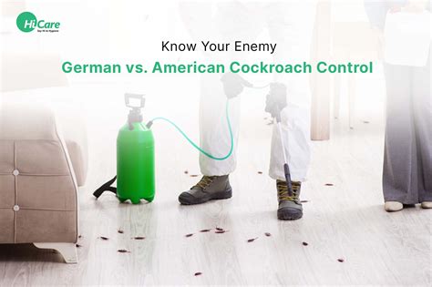 Differences between German Cockroaches vs American Cockroaches