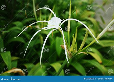 Spider Lily White Flower 001 Stock Photo - Image of beauty, botany ...