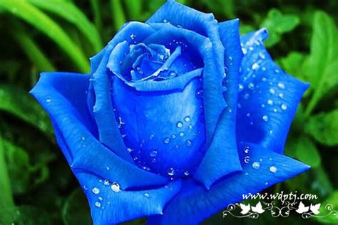 【蓝色玫瑰花语】蓝色玫瑰花代表什么意思?-【我的葡萄架】