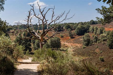 Carcass of dead tree in Veluwe landscape by Mayra Fotografie on canvas ...