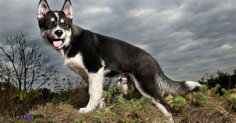 10 Dog Breeds With Long Tails - Best For Pets