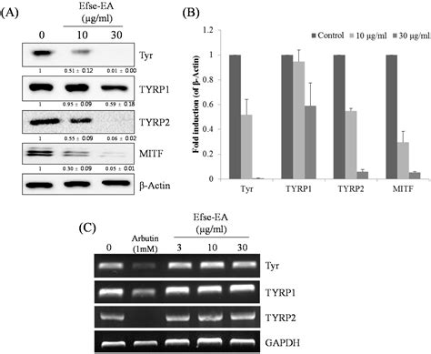 Cellular Anti-Melanogenic Effects of a Euryale ferox Seed Extract Ethyl ...
