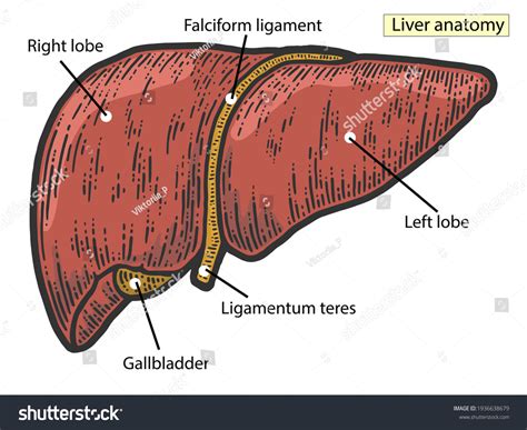 Ligamentum Teres Cat