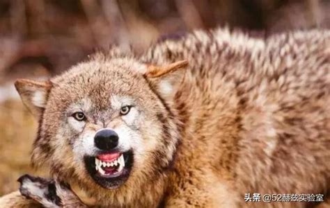 关于狼的资料大全（狼群只有狼王有交配权，低级狼没有，那它们是如何繁衍后代的？） | 说明书网