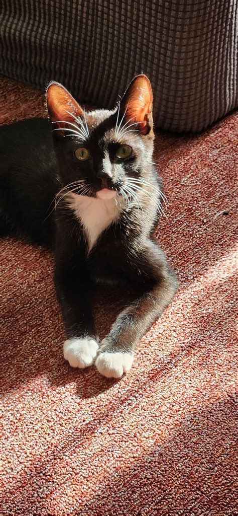 Our 4 month old cat tested FeLV+, advice on coping? : r/cats