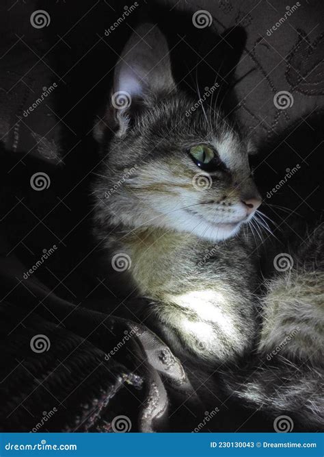 Domestic Cat the Night Vision Level Stock Image - Image of level ...