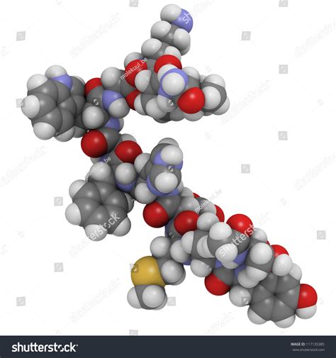 Melanotropin Melanocyte Stimulating Hormone Msh Molecule: ภาพประกอบ ...