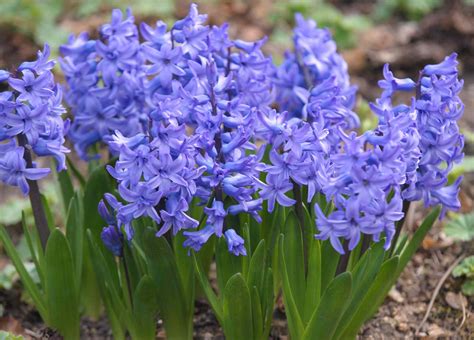 Growing Flowers From Bulbs at Steven Robbins blog