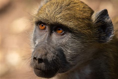 De Victoriawatervallen: de ultieme gids voor de adrenaline-hoofdstad van Afrika! - Wildlifereizen