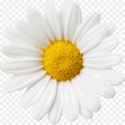 White Rose PNG Transparent A8AE2A4X - Pngsource