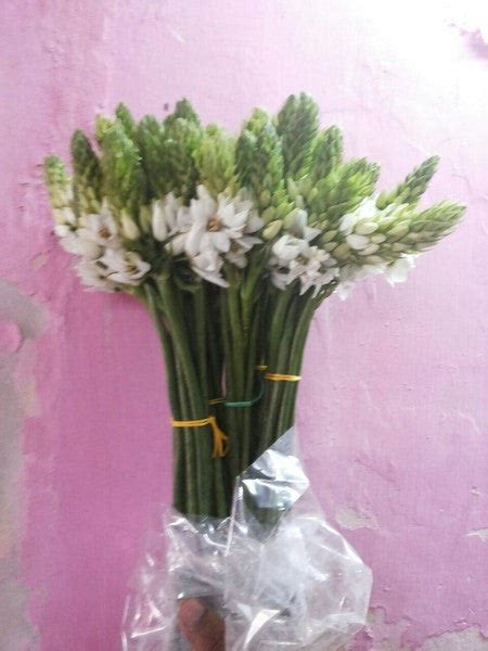Ornithogalum - Green Goblin