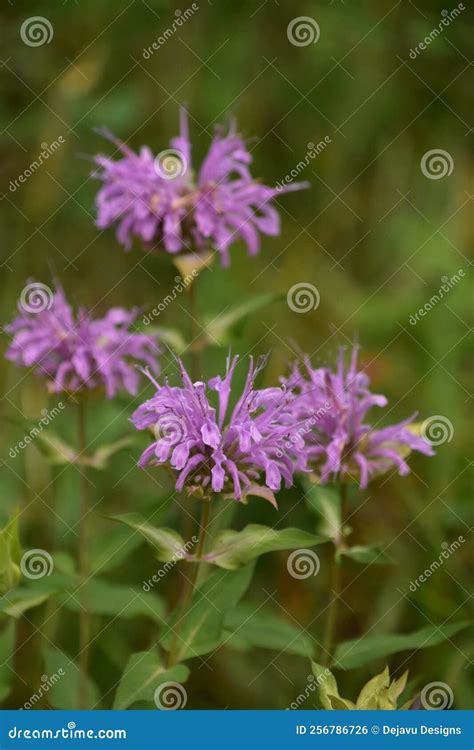 Wild Purple Bee Balm Blooming and Flowering Stock Photo - Image of ...