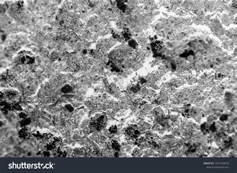 Bacteria Reproducing Under a Microscope 的图像结果