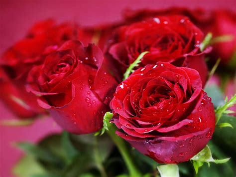 Download Beautiful Roses Red Flowers Dew Drop Photography Picture ...