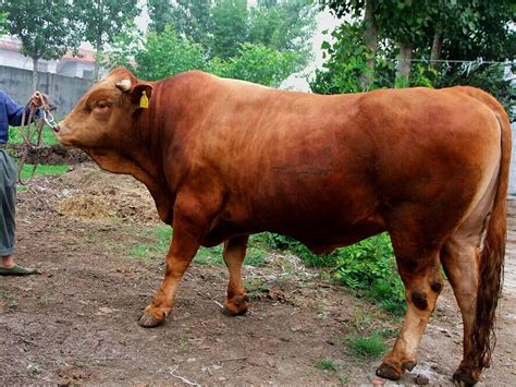 南阳牛_肉牛品种_肉牛良种繁育技术-养牛网