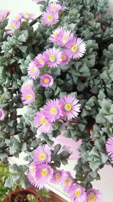 Sevgihoca / Balkon - Page 30 - agaclar.net