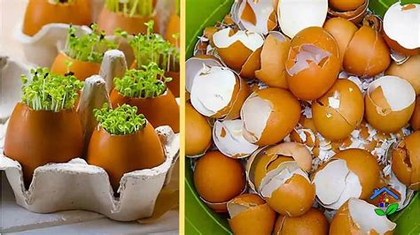 Image result for Egg Shell Recycle