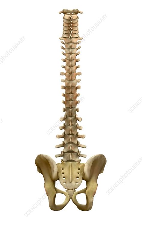 Human Backbone Evolution Chart 的图像结果