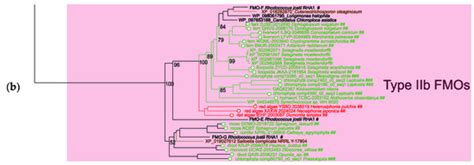 Plants | Special Issue : Plant Molecular Phylogenetics and Evolutionary ...
