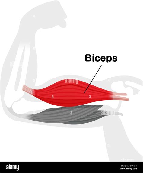Arm muscle anatomical illustration ( biceps Stock Vector Image & Art - Alamy