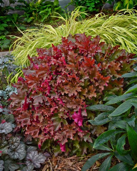 Landscaping With Coral Bells