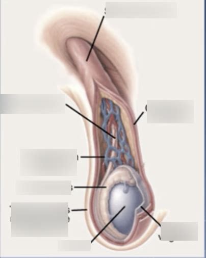ANS 220 - Testis Identification Diagram | Quizlet