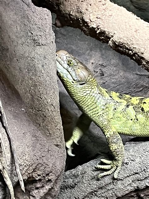 Born live, young monkey-tailed skinks, native to the Solomon Islands ...