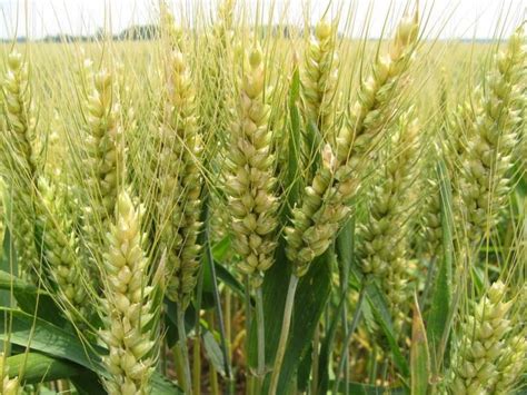 小麦怎么种，种子要泡多久才能种 - 花百科