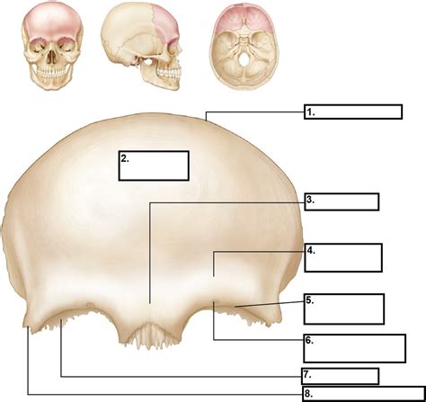 Image result for Frontal Bone Function