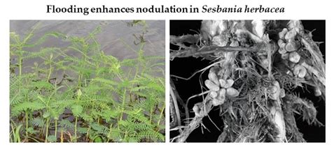 Biochemical and Anatomical Investigation of Sesbania herbacea (Mill ...