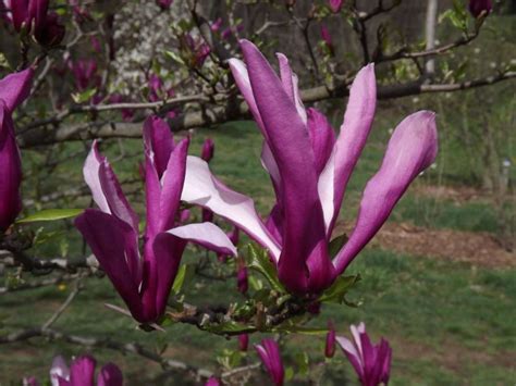 Magnolia 'Orchid' - Orchid magnolia | The Dawes Arboretum